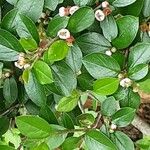 Cotoneaster divaricatus Ліст