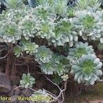 Aeonium percarneum Buveinė