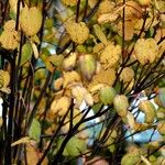 Cercidiphyllum japonicum Habitus