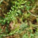 Lepidium bonariense Owoc