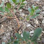 Arctostaphylos × media Corteza