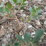 Arctostaphylos × media Кара