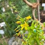 Ixanthus viscosus Flower