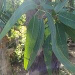 Eucalyptus camaldulensis Blad