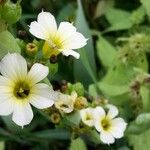 Sisyrinchium striatum Fleur