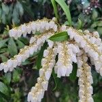 Pieris japonica Flor