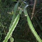 Hylocereus trigonus Blad