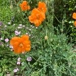 Papaver rupifragum Virág