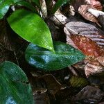 Prescottia stachyodes Hoja