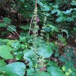 Stachys sylvaticaFlower