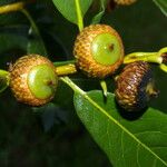 Quercus benthamii फल