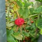 Rosa rugosa Frucht