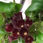 Aeschynanthus radicans Maua