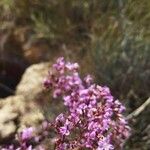 Limonium insigne Flor