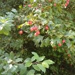 Crataegus laevigataFrucht