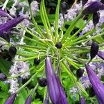 Agapanthus inapertus Flower