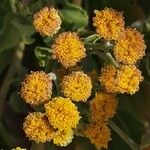 Tanacetum balsamita Λουλούδι