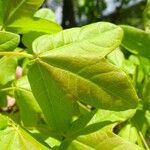 Acer monspessulanum Leaf