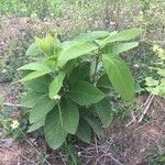 Croton persimilis Levél