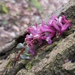 Corydalis cava Blüte