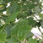 Liriodendron tulipifera Fulla