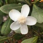 Clusia criuva Flor