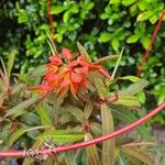 Euphorbia griffithii Flor