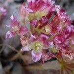 Allium shevockii Flower