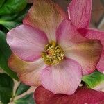 Helleborus orientalis Fleur