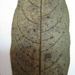 Sapium paucinervium autre