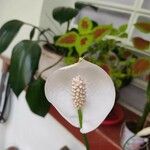 Spathiphyllum wallisii 花