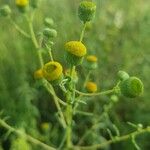 Vicoa indica Floro