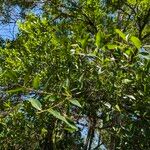 Quercus laurifolia Blad