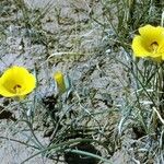 Calochortus aureus Blüte