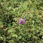 Passiflora cincinnata Cvet