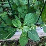 Impatiens parviflora Blatt