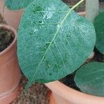 Ficus religiosa Folha