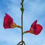 Macroptilium lathyroides Flower