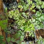 Aquilegia chrysantha Blatt