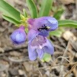 Penstemon speciosus Virág