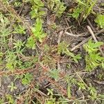 Ammannia baccifera 葉
