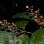 Miconia gracilis Fruto