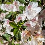 Rhododendron alabamense Blomma