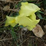 Iris lutescens Kwiat