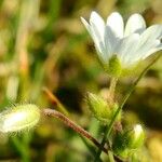 Cerastium semidecandrum Flower