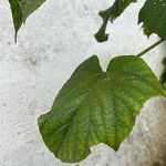 Clerodendrum paniculatum Лист