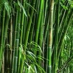 Phyllostachys viridiglaucescens Corteza