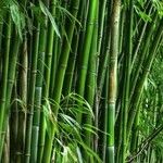 Phyllostachys viridiglaucescens خشب