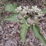 Parthenium integrifolium Yaprak