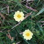 Potentilla rectaBloem